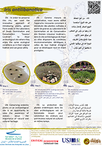  poster image of Anjar archeological site - Iris antilibanotica panel
